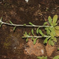 Gamochaeta pensylvanica (Willd.) Cabrera